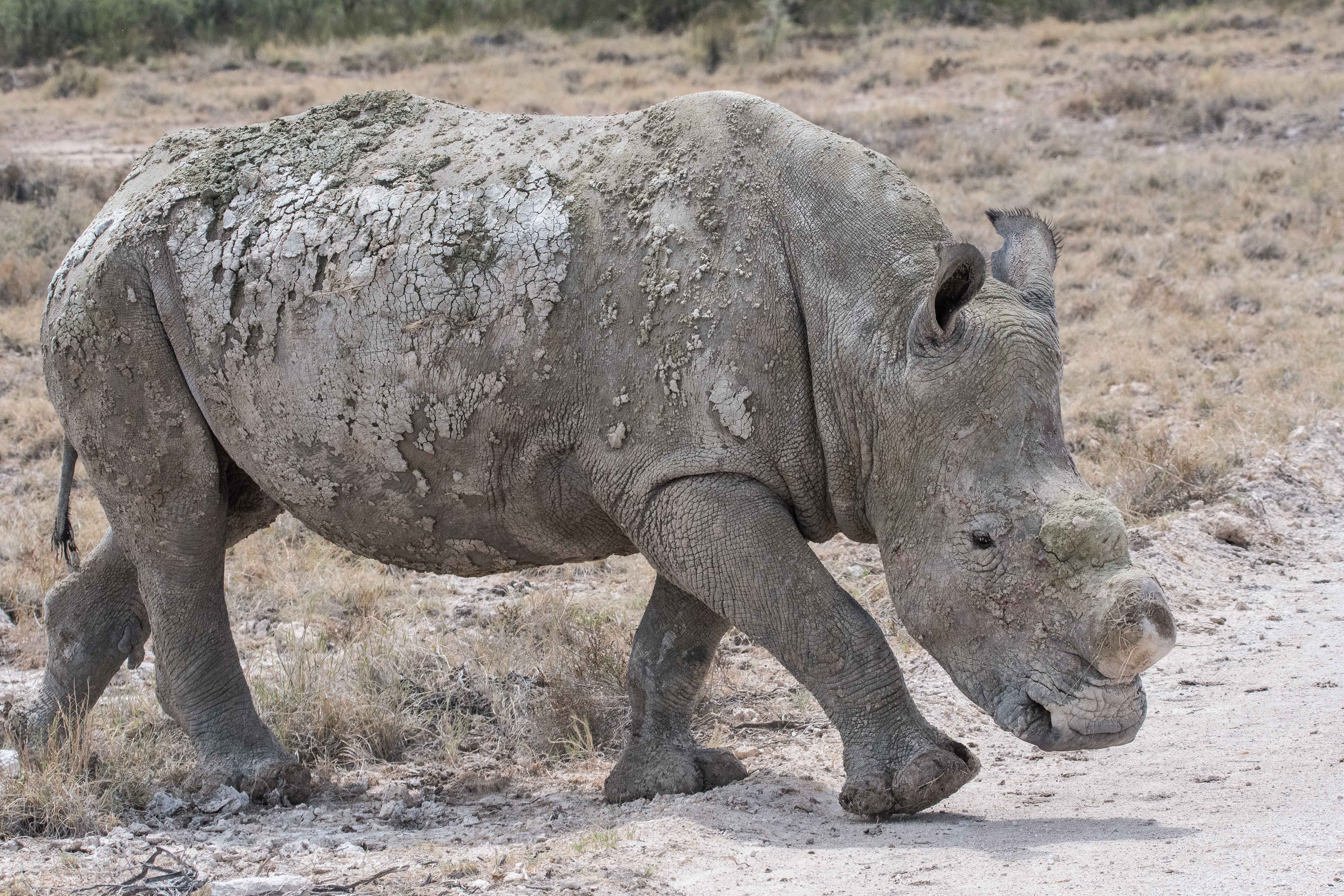 Rhinocéros blanc du sud (Southern white rhinoceros, Ceratotherium simum), jeune mâle adulte écorné croisant notre piste, Namutoni, Parc National d'Etosha, Namibie.